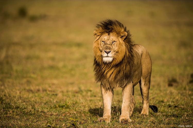 太能飞！杰克逊飞身补扣被吹干扰球 雄鹿挑战失败